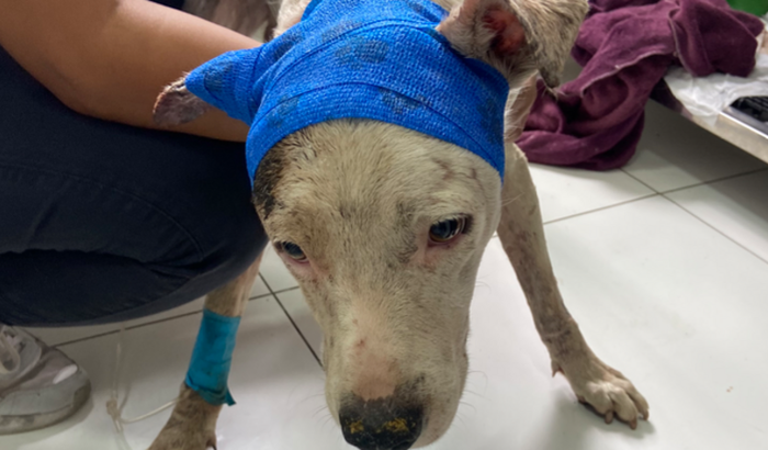 Ajude esse guerreiro a sobreviver 🥰