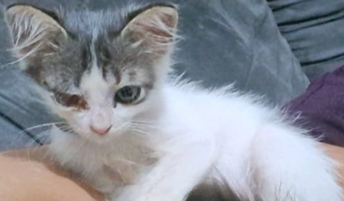 Vaquinha da kira: um gesto de amor