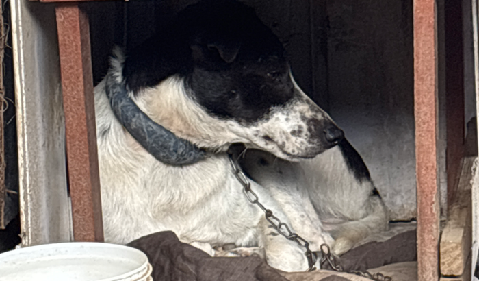 Ajuda para a cachorrinha Panda (DOENÇA PIOMETRA)