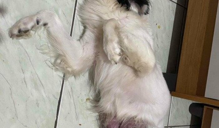 Ajuda  para a cirurgia da malhada junior