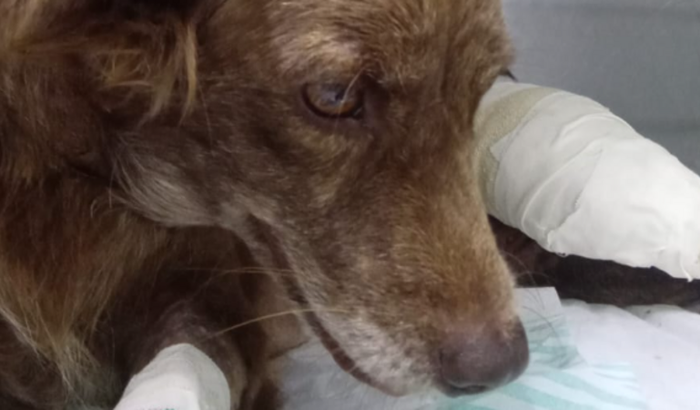 Cirurgia da Pandora com urgência