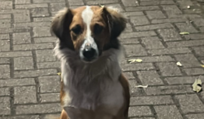 Ajuda para compra de ração, medicamentos e castração de animais resgatados da rua