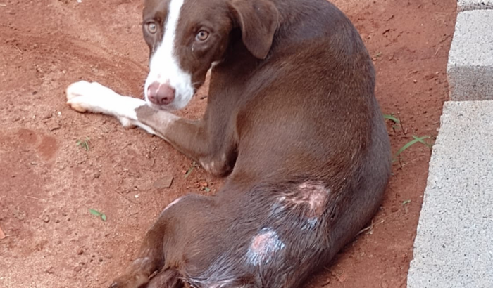 Cadela abandonada atropelada necessita de um lar urgente!