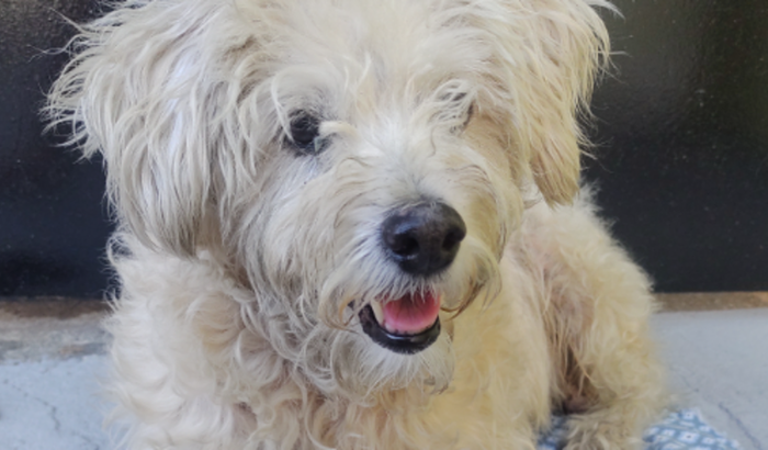 Chica - cachorrinha abandonada precisa  de procedimentos médicos