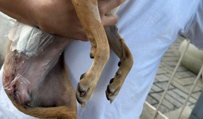 Ajuda para a Preciosa