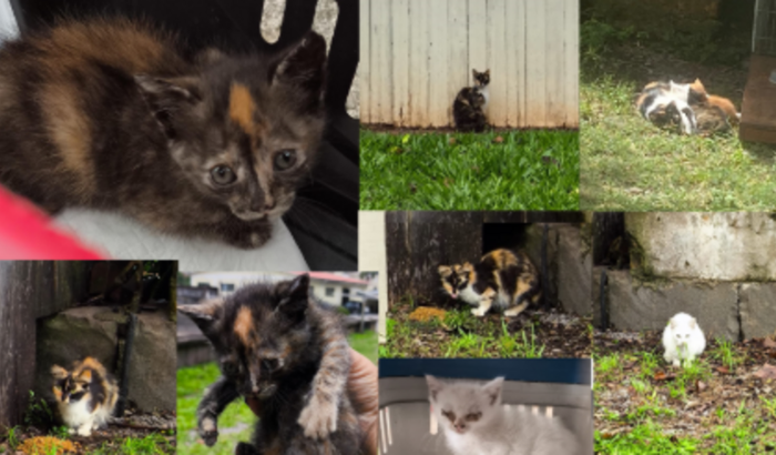Gatinhos de Galópolis