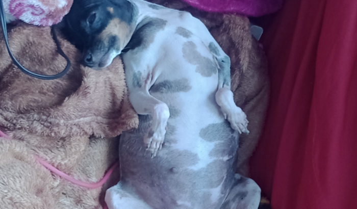 Ultrassom da minha cachorrinha 