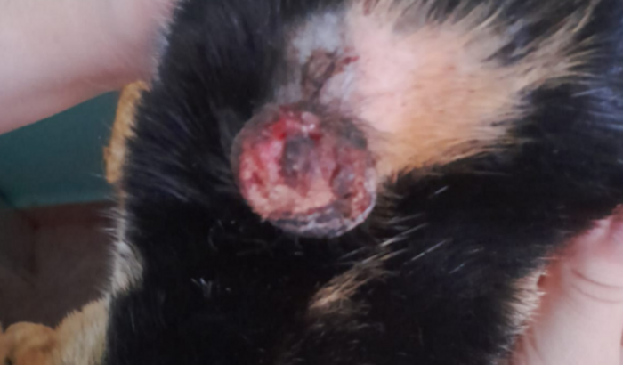 Ajude a perola na remoção do tumor!