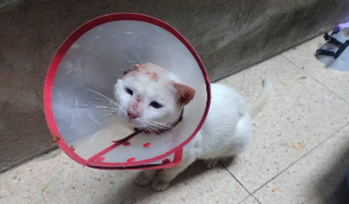 Ajude esse gatinho com câncer