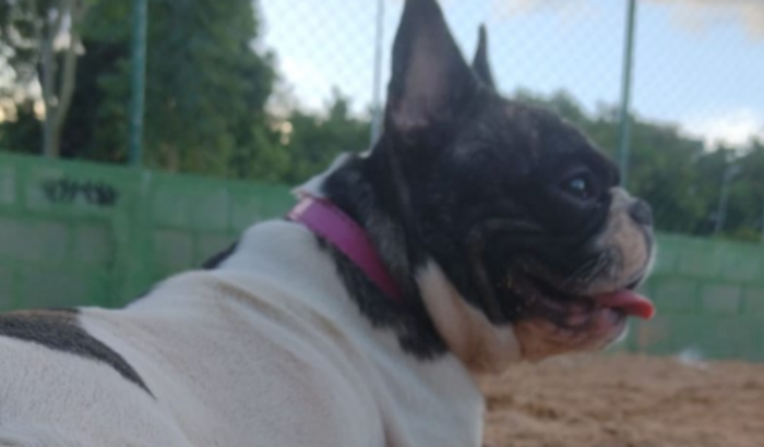 Vakinha Scarllate Pink