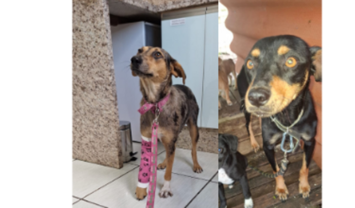 Nos ajude a castrar a Sheron e a Natalina!