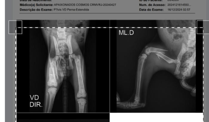 Ajuda para salvar uma gatinha resgatada na rua