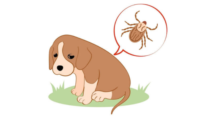 Ajude meus doguinhos