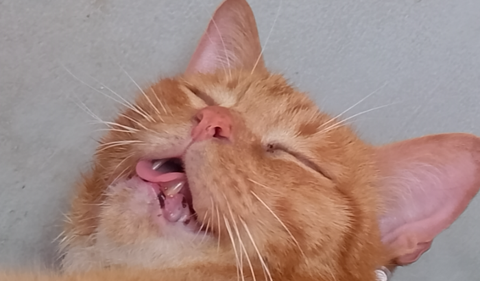 Cirurgia Nick Miziara