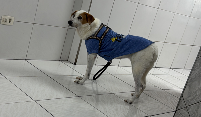 Tratamento do rim da Lolla