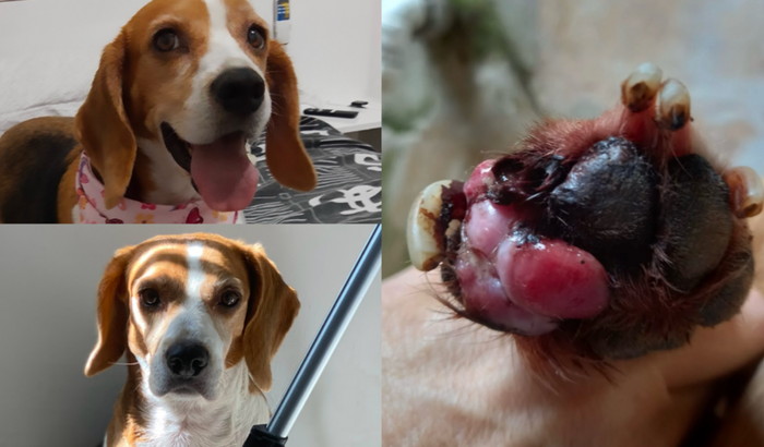Ajuda para a cirurgia da Lisa