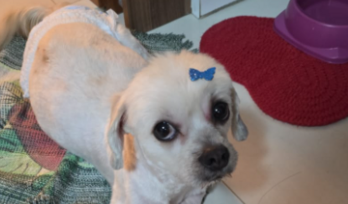 Ajude a Klhoe: Uma Nova Chance para uma Cachorrinha Resgatada 💕