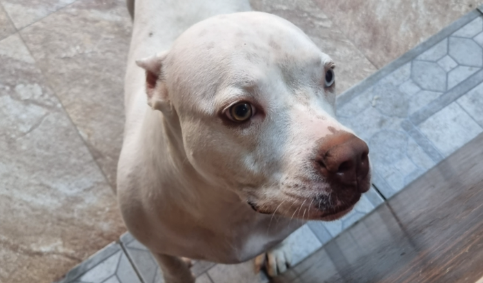 Cirurgia para nossa cachorrinha Lua!