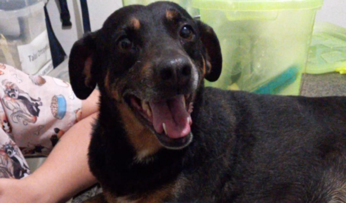 Urgente! Ajude minha cachorrinha a fazer cirurgia!