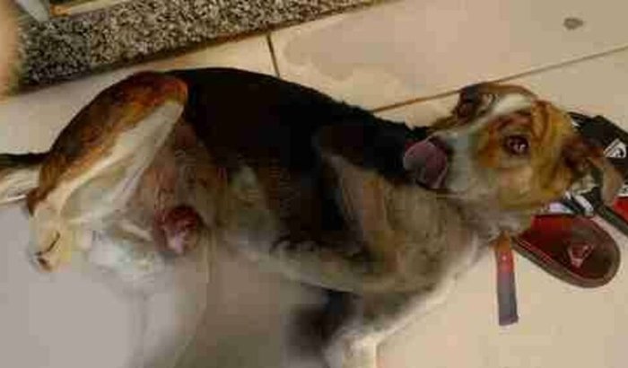 Me ajuda a fazer cirurgia na minha cachorra Lilica,ela está com tumor no peito