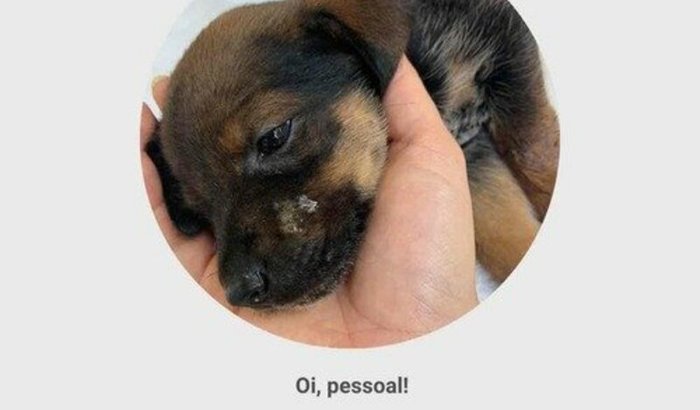 Ajude essa neném voltar a andar! 🐶