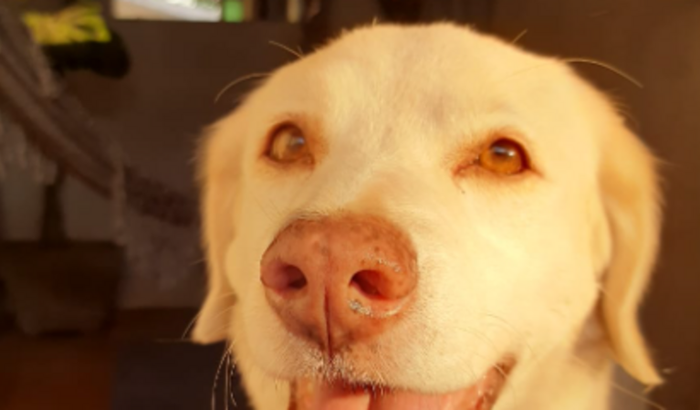 Ajude a Charlotte a Ter Uma Nova Chance de Vida!