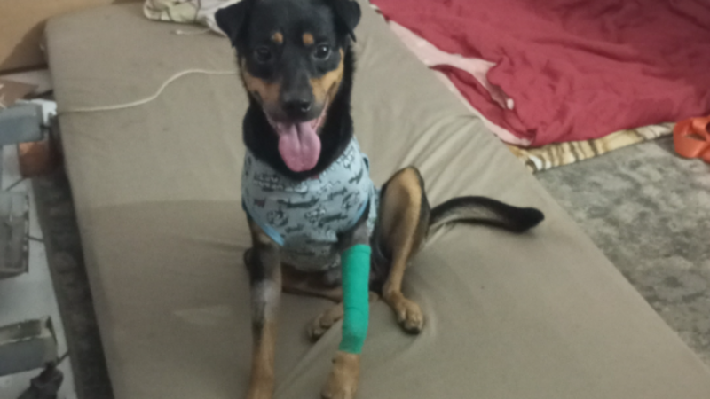 REMEDIOS PARA A RECUPERAÇÃO DO MENINO BIN ALEXANDRE 