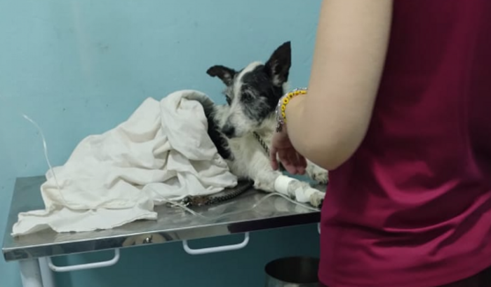 Cirurgia Retirada do Olho, cachorro resgatado