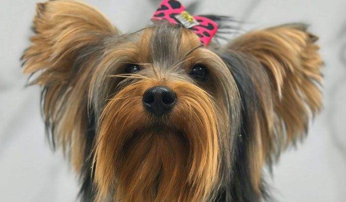 Ajude a Mi a ter uma vida saudável ❤️🐾