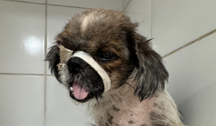 Pós cirúrgico Bobinho