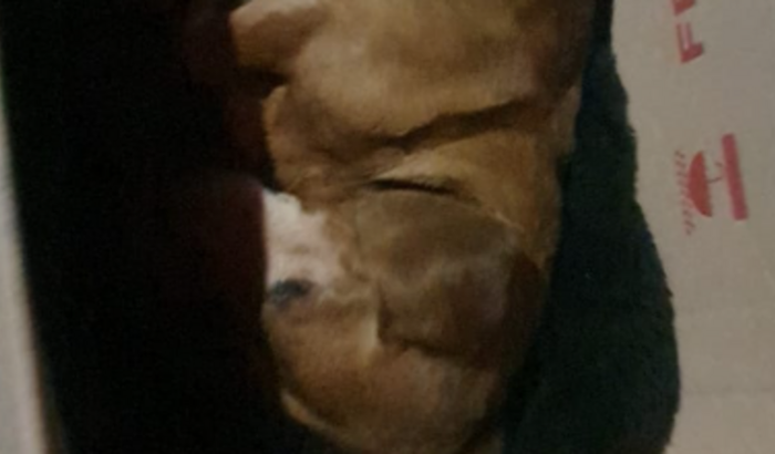 AJUDA O SALCHICHINHA