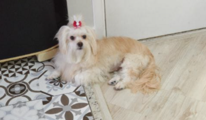 Layla lutando para viver precisa de ajuda