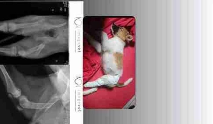 Cirurgia do femur