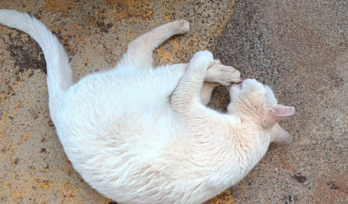 Ajuda para vacinar dois gatos de rua e castrar um outro gato que deixaram abandonado.