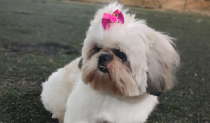 Ajuda na cirurgia da minha cachorrinha que foi atropelada 😥