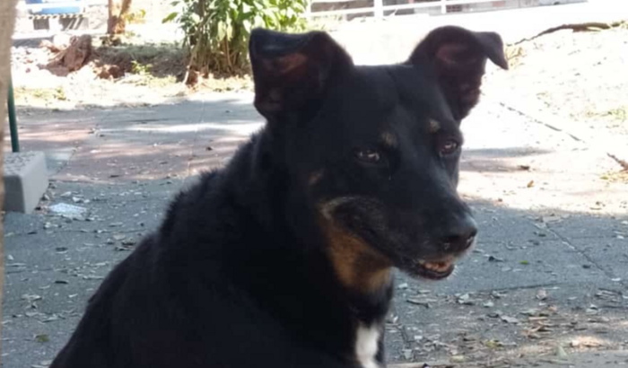 Ajude a pretinha