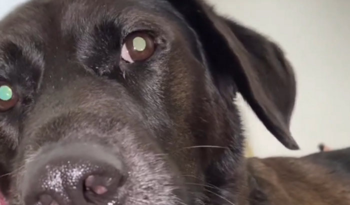 Ajuda para trazer meu cachorro que adotei na Argentina