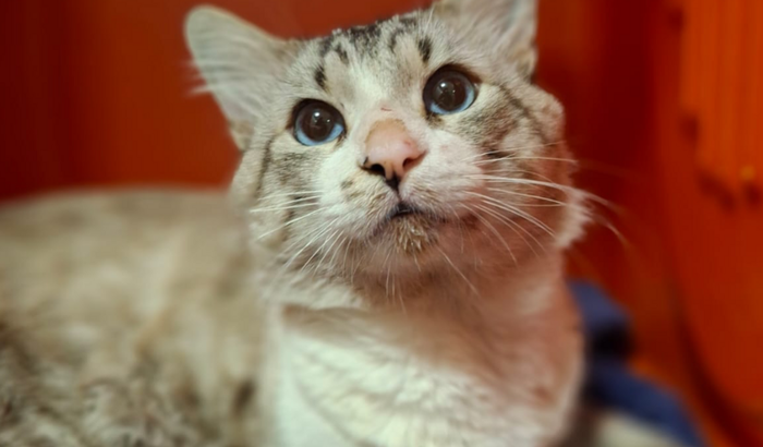Ajude o gatinho Cosmos