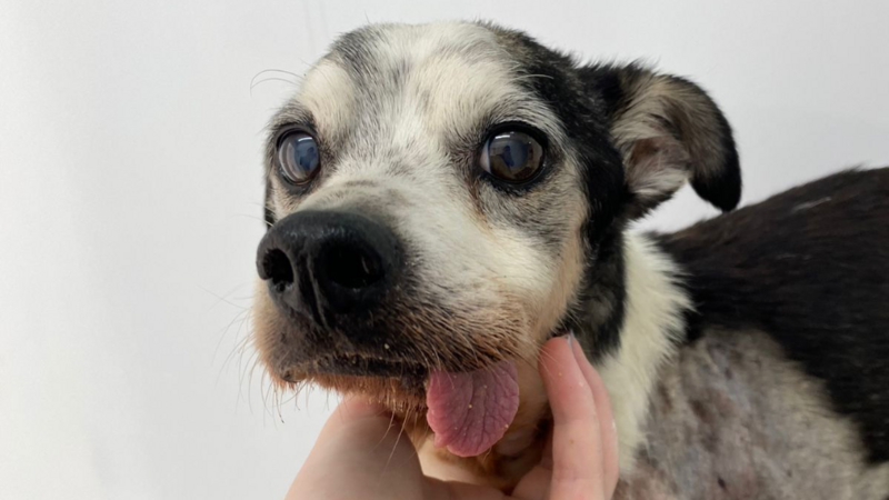 Construção de 15 canis 