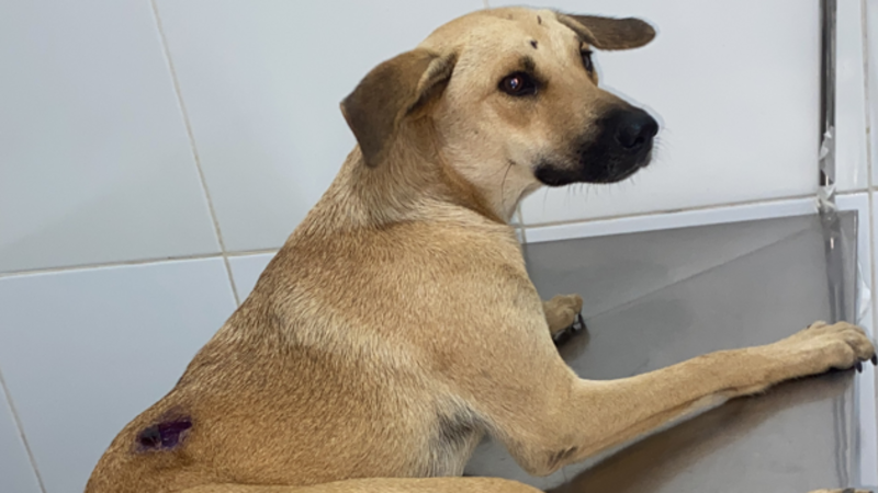 Cirurgia da flor🐕