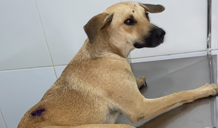 Cirurgia da flor🐕