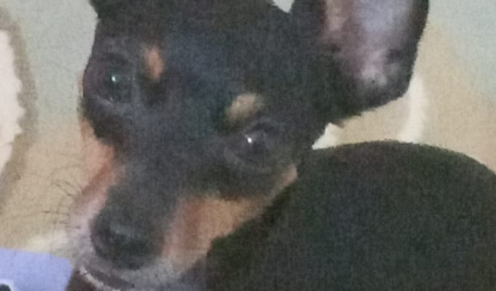 Ajude a Estrela a vencer a cinomose: precisamos manter o tratamento!