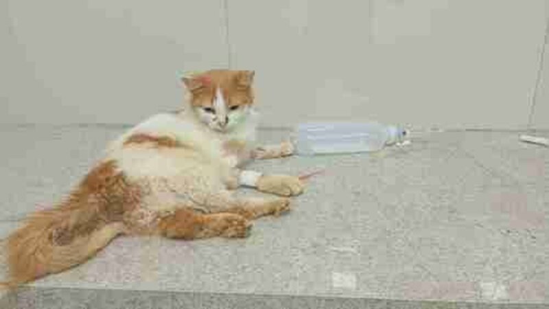imagem da vaquinha Ajuda pagar a cerugia do meu gatinho Galego 