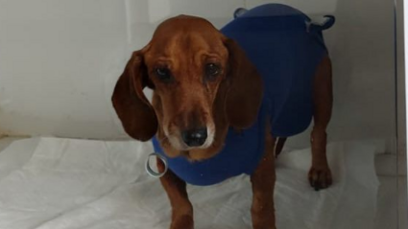 Vaquinha solidária em prol da cirurgia da minha cachorra que esta com tumor.