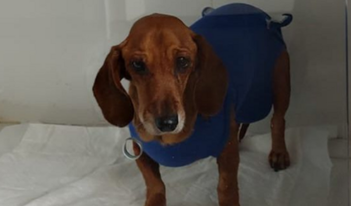 Vaquinha solidária em prol da cirurgia da minha cachorra que esta com tumor.