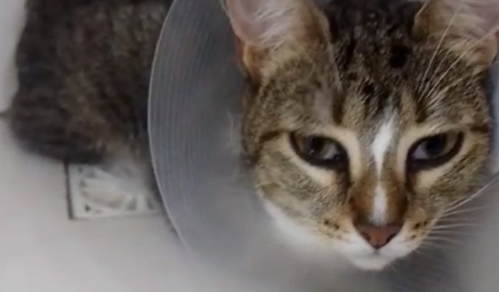 Ajude o gatinho MIU a fazer a quimioterapia