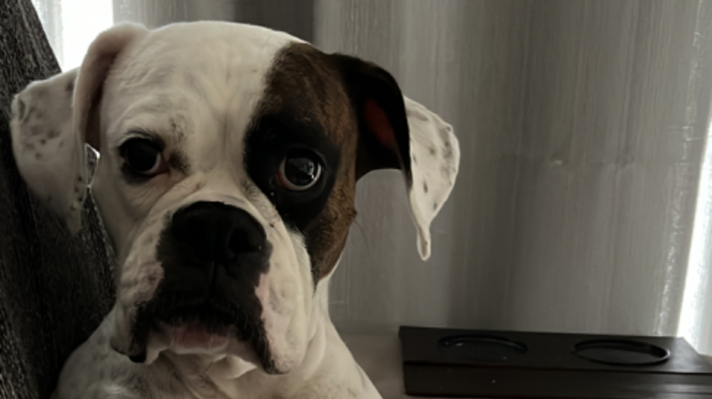 Ajuda para salvar a Nalinha 