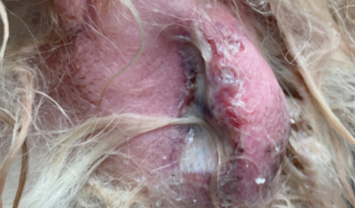 Ajude a Laysla que está com 3 caroços e um deles estourou 