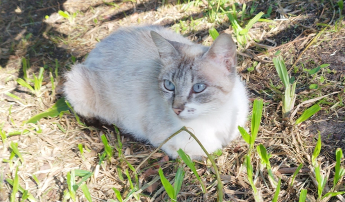 Uma vida para Alaska e sua família