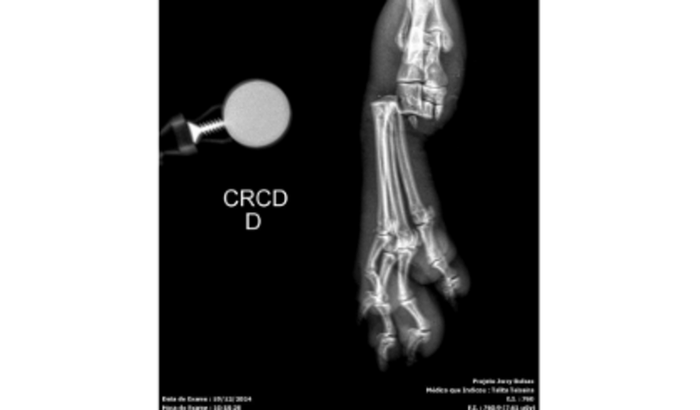 Ajude o Udi a Não Perder a Pata! 🐾💔